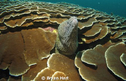 A low viz dive on a deep , not very well know reef in Sod... by Bryan Hart 
